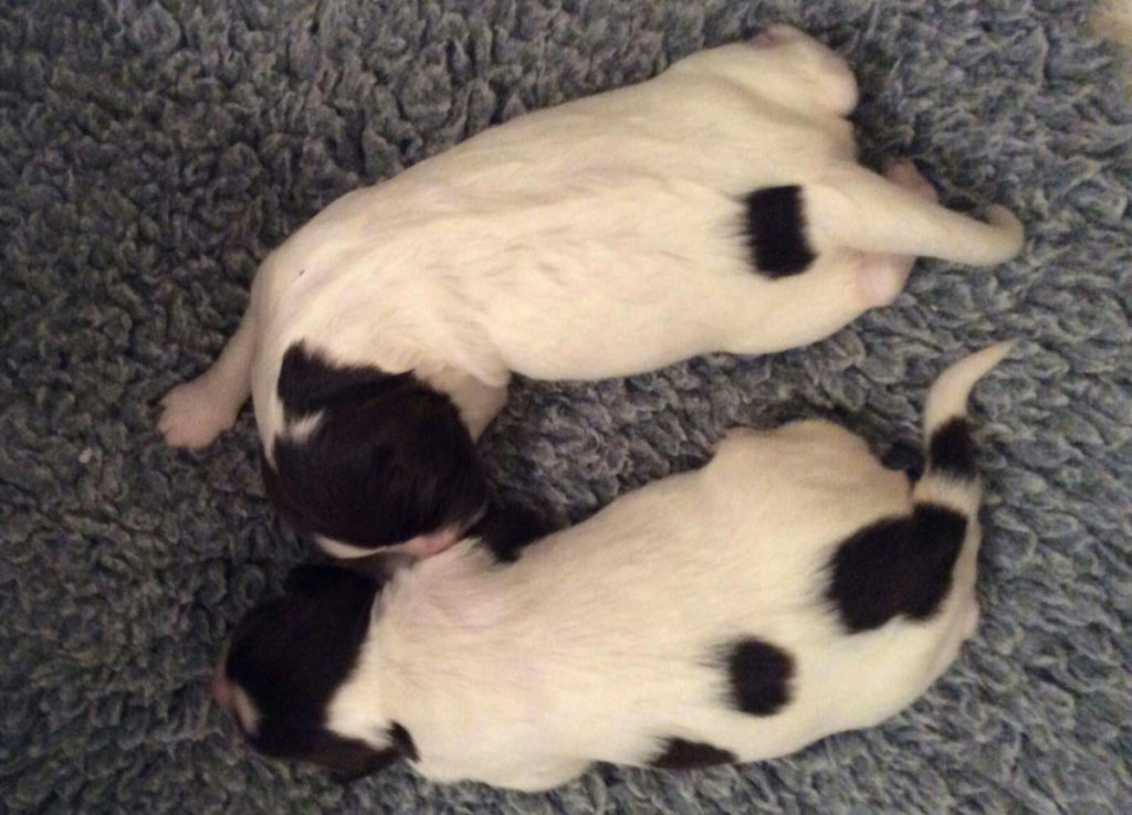 Kelly's second litter